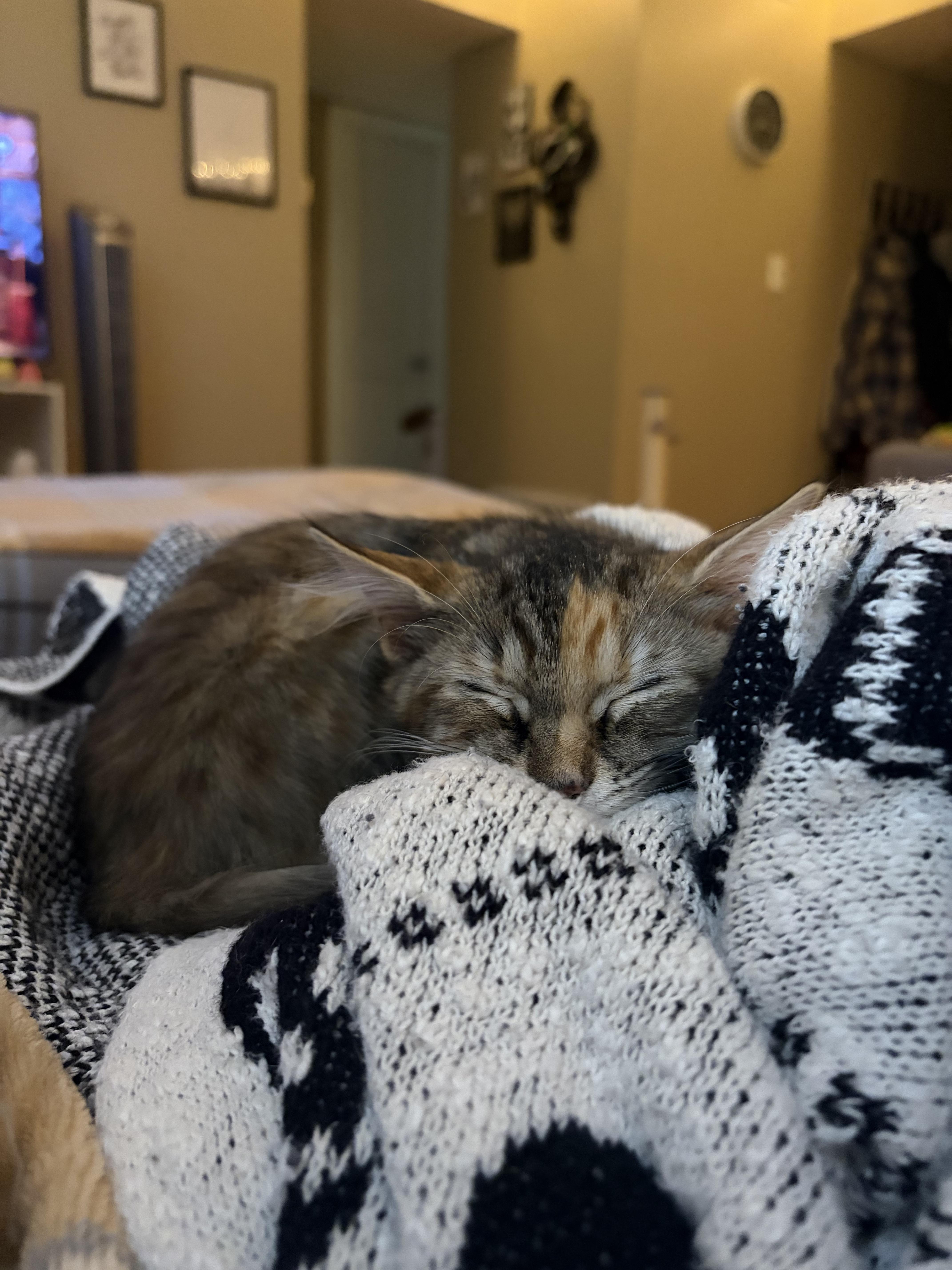 Enlarge Oogie, a ADOPTABLE mixed breed in Columbus, OH image 5/6