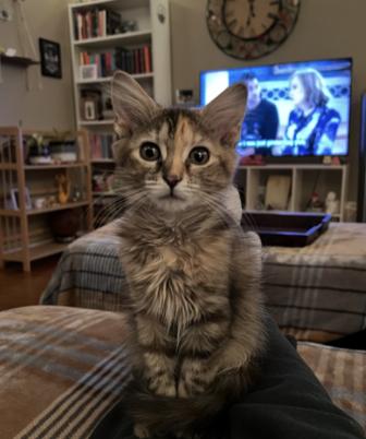 Oogie, ADOPTABLE, Kitten Female Torbie & Domestic Medium Hair.