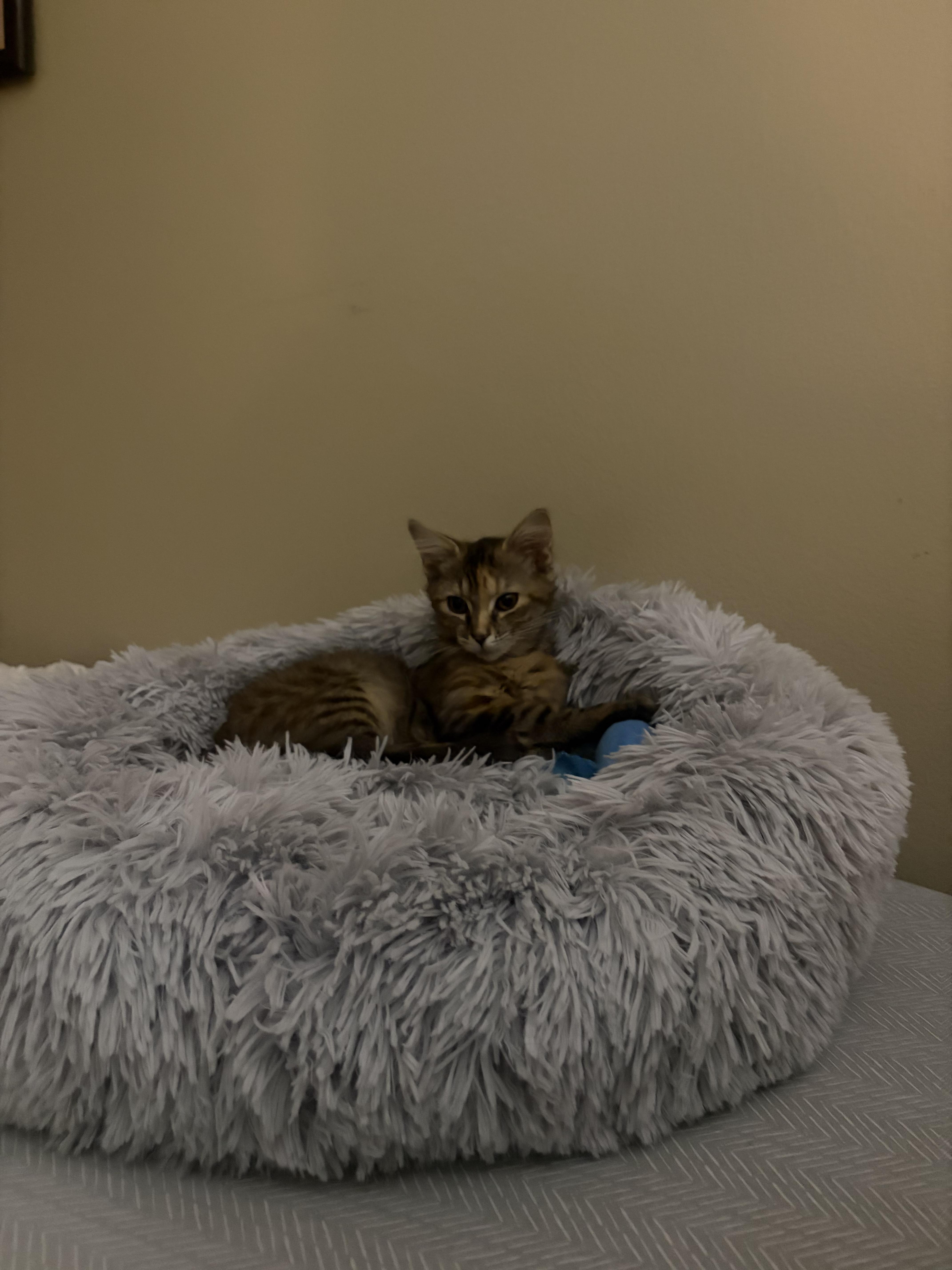 Enlarge Oogie, a ADOPTABLE mixed breed in Columbus, OH image 6/6