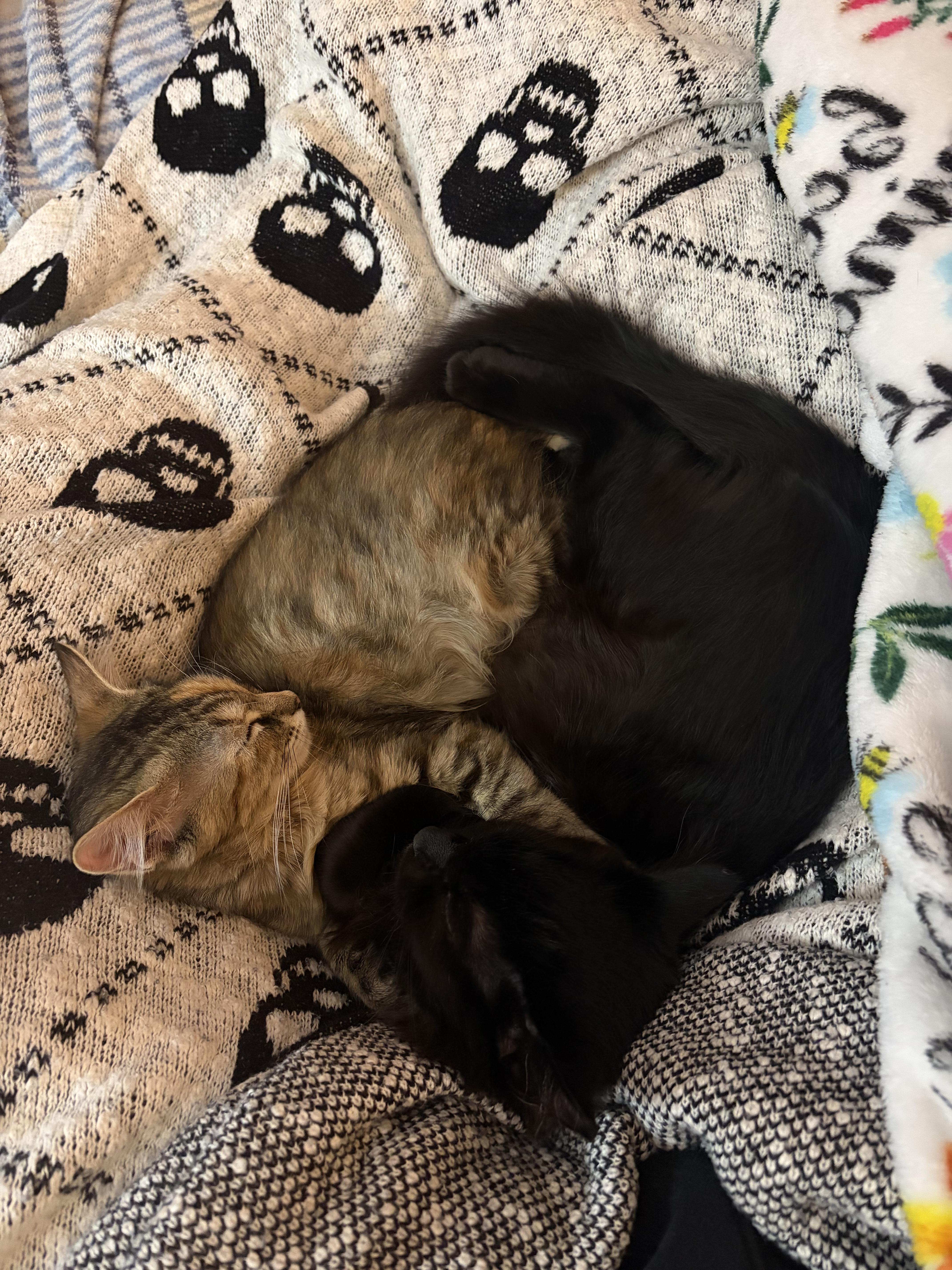 Enlarge Oogie, a ADOPTABLE mixed breed in Columbus, OH image 4/6