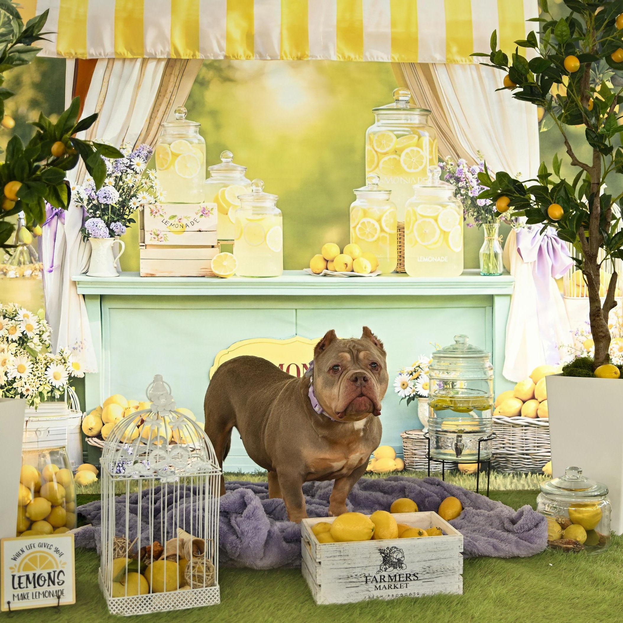 Enlarge Lana, a ADOPTABLE Staffordshire Bull Terrier in Ferndale, WA image 3/6