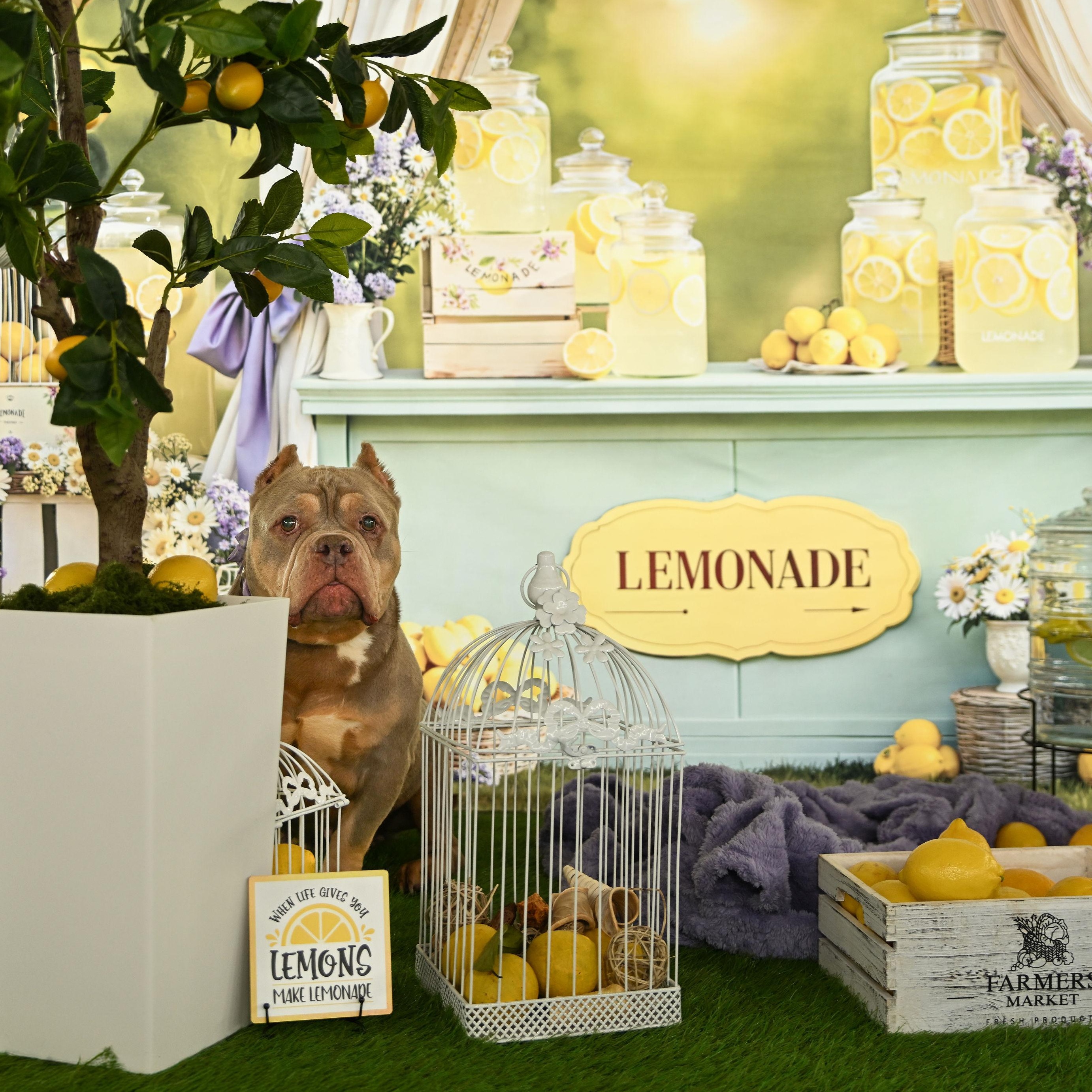 Enlarge Lana, a ADOPTABLE Staffordshire Bull Terrier in Ferndale, WA image 6/6