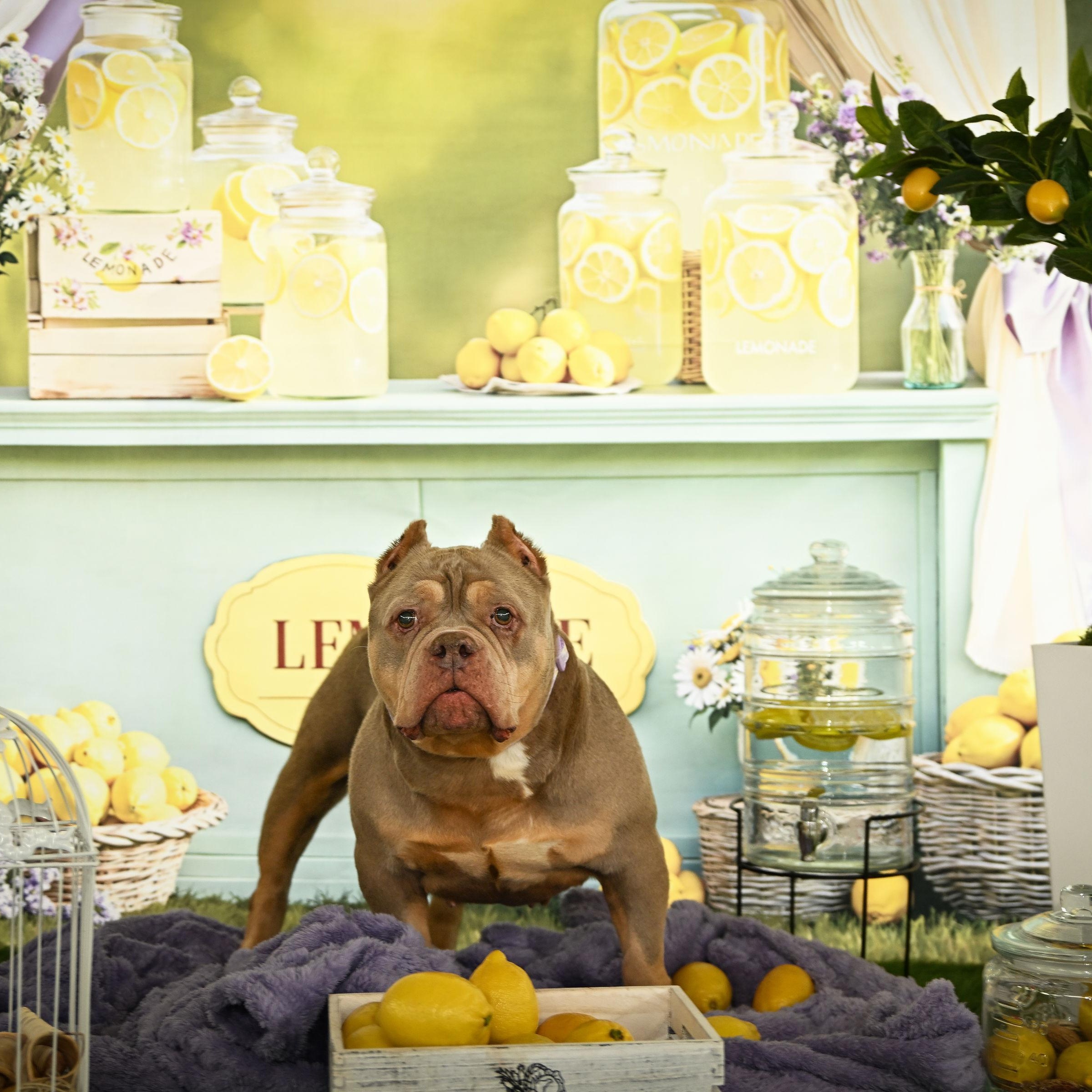 Enlarge Lana, a ADOPTABLE Staffordshire Bull Terrier in Ferndale, WA image 4/6