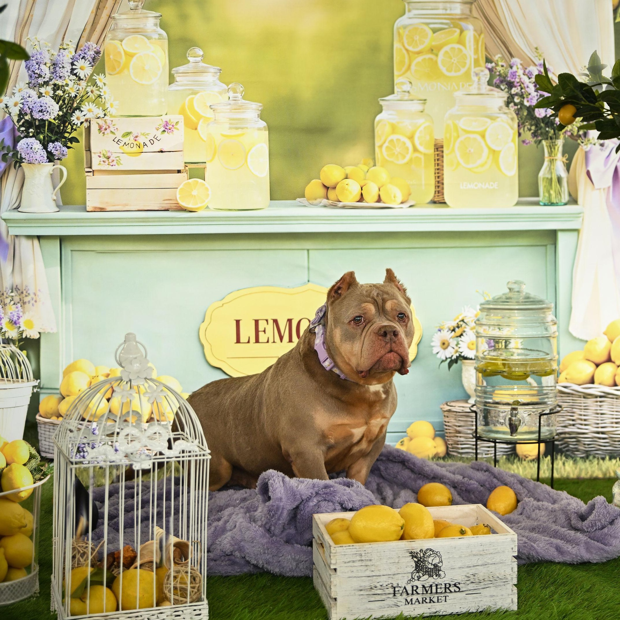 Enlarge Lana, a ADOPTABLE Staffordshire Bull Terrier in Ferndale, WA image 5/6