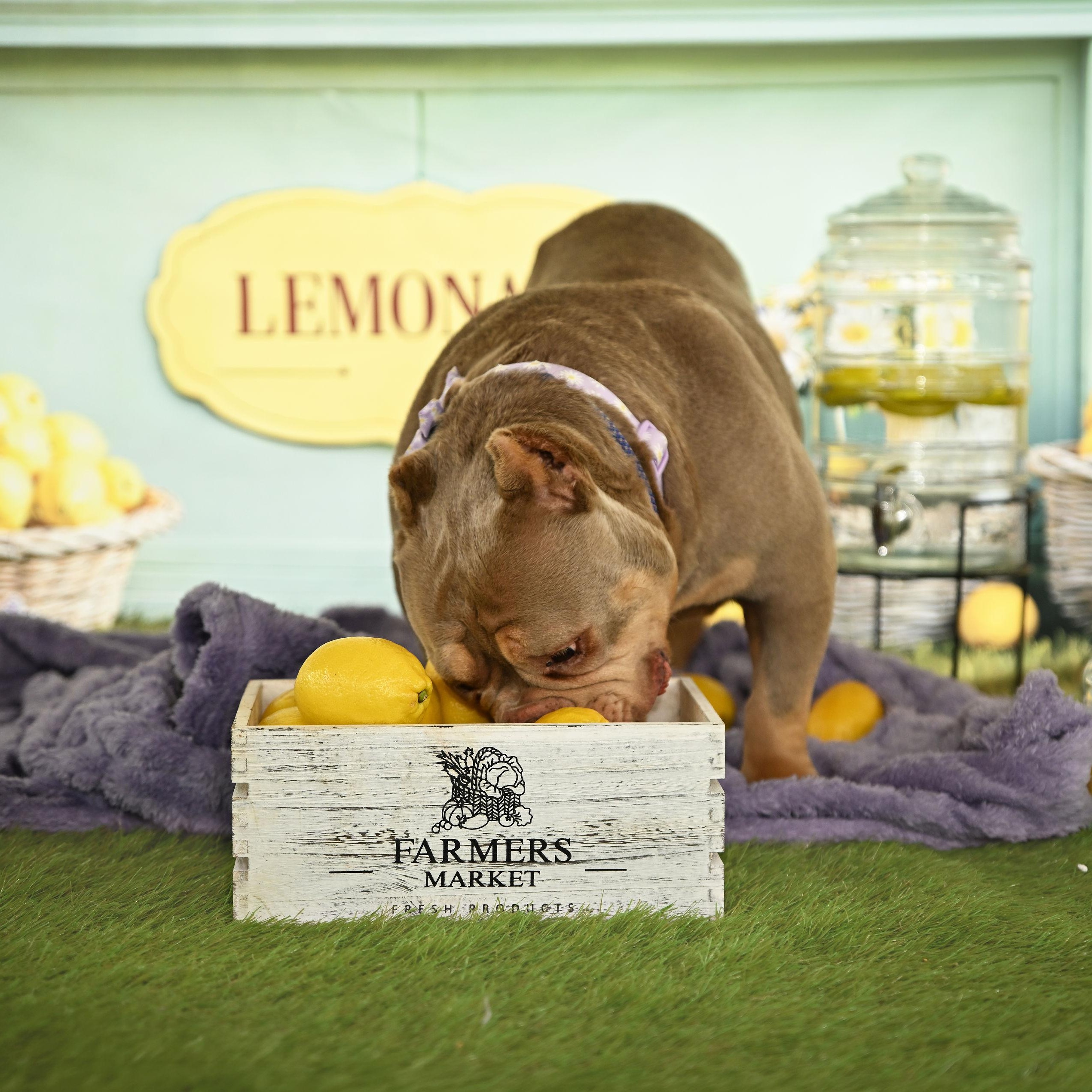 Enlarge Lana, a ADOPTABLE Staffordshire Bull Terrier in Ferndale, WA image 2/6