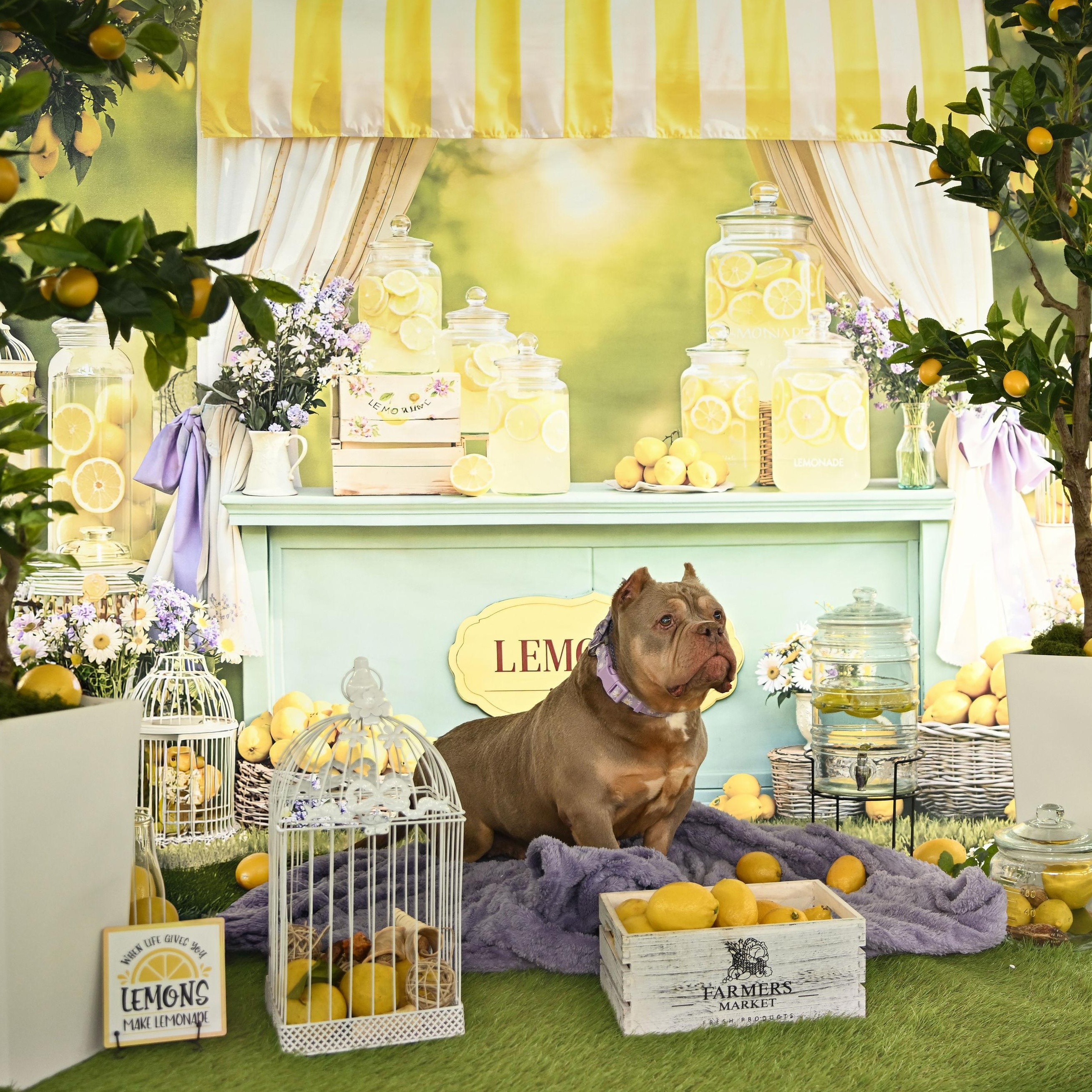 Enlarge Lana, a ADOPTABLE Staffordshire Bull Terrier in Ferndale, WA image 1/6