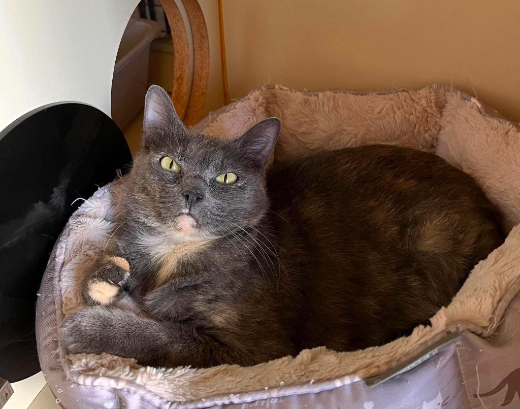 Crunch Wrap Supreme, a Adoptable mixed breed in Aberdeen, WA image 1/5