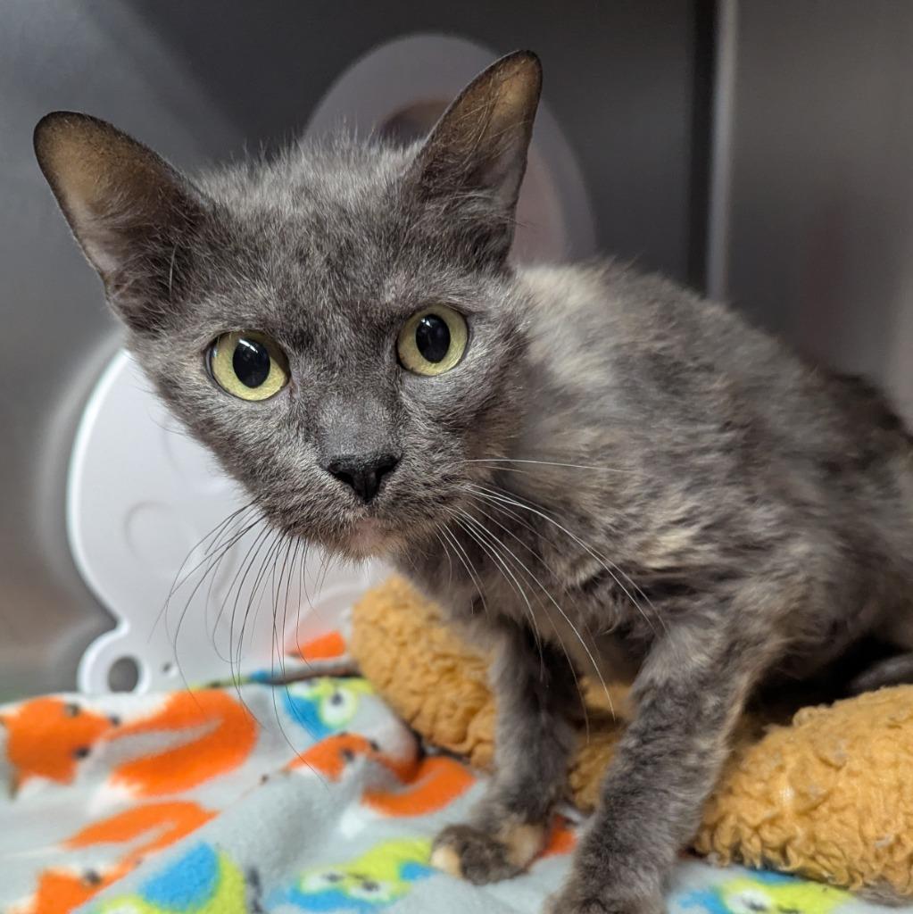 Crunch Wrap Supreme, Adoptable, Adult Female Domestic Short Hair.