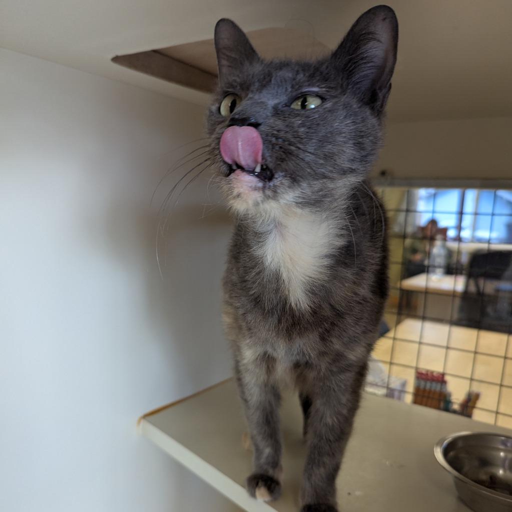 Crunch Wrap Supreme, a Adoptable mixed breed in Aberdeen, WA image 2/3