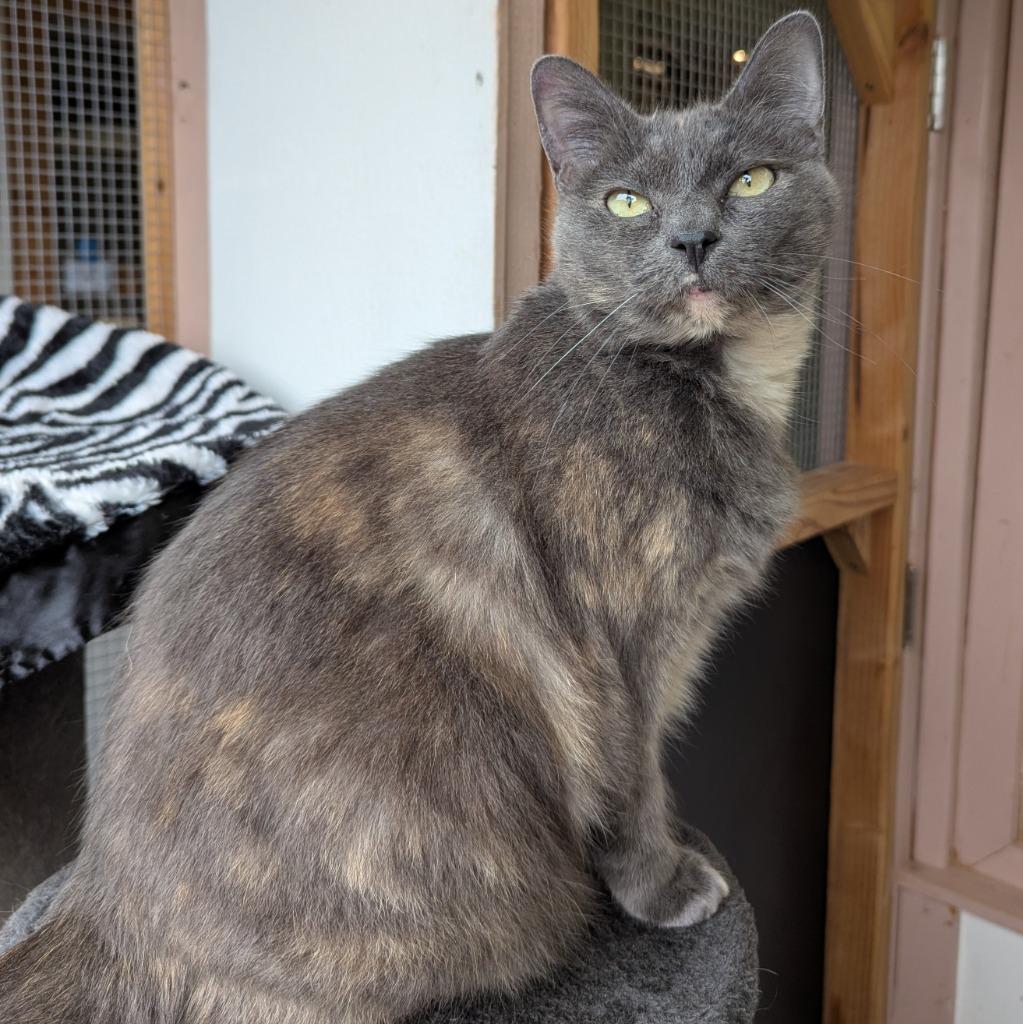 Enlarge Crunch Wrap Supreme, a Adoptable mixed breed in Aberdeen, WA image 4/6