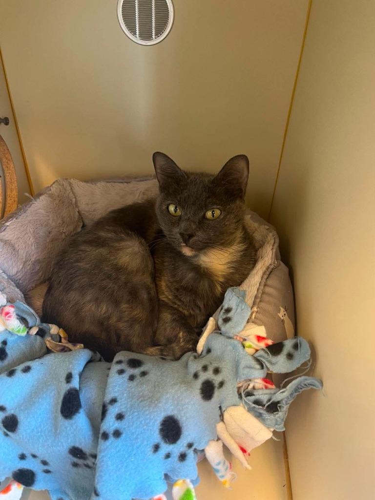 Crunch Wrap Supreme, a Adoptable mixed breed in Aberdeen, WA image 4/5
