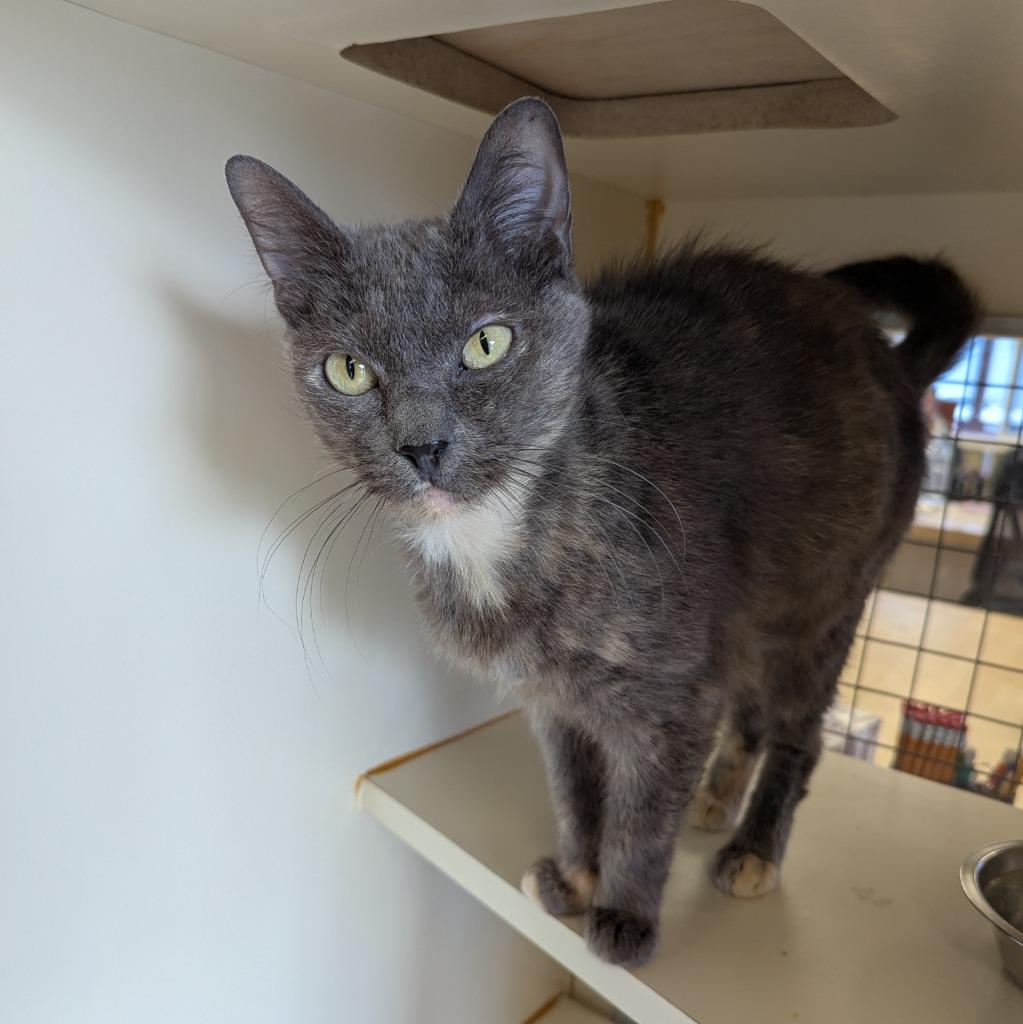 Crunch Wrap Supreme, a Adoptable mixed breed in Aberdeen, WA image 3/3
