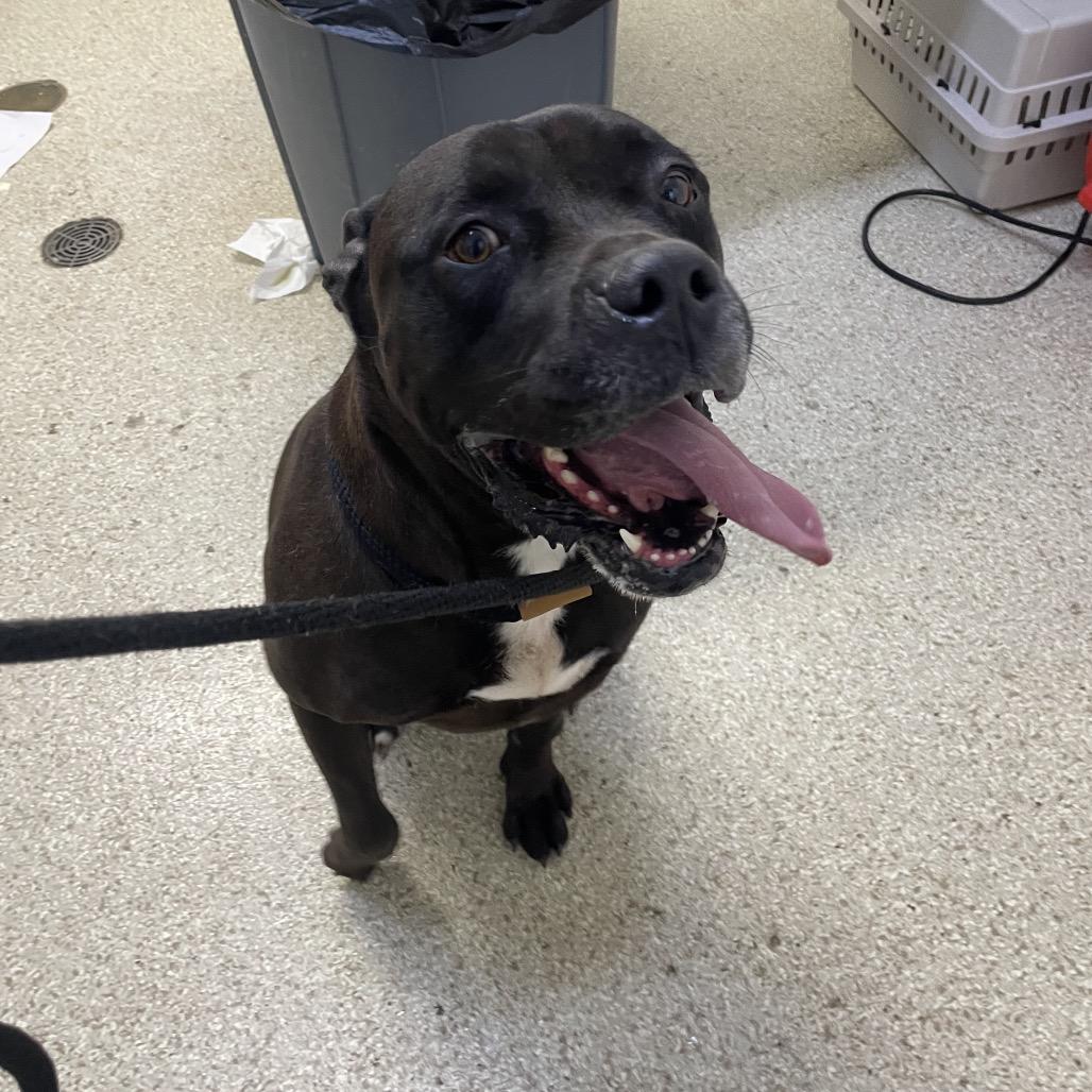 MONT-Stray-60046, Adoptable, Adult Male Pit Bull Terrier & Chocolate Labrador Retriever.