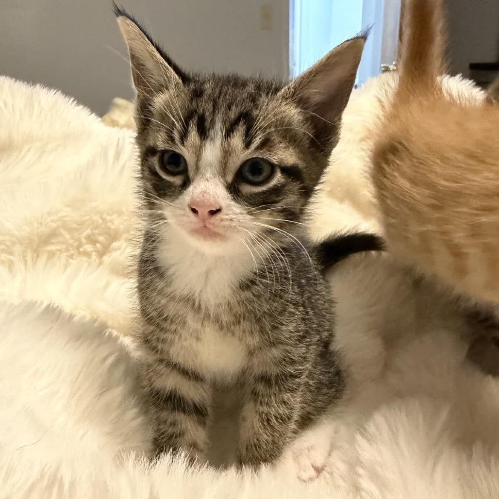 Enlarge Yoda, a Adoptable Domestic Short Hair in North Canton, OH image 1/2