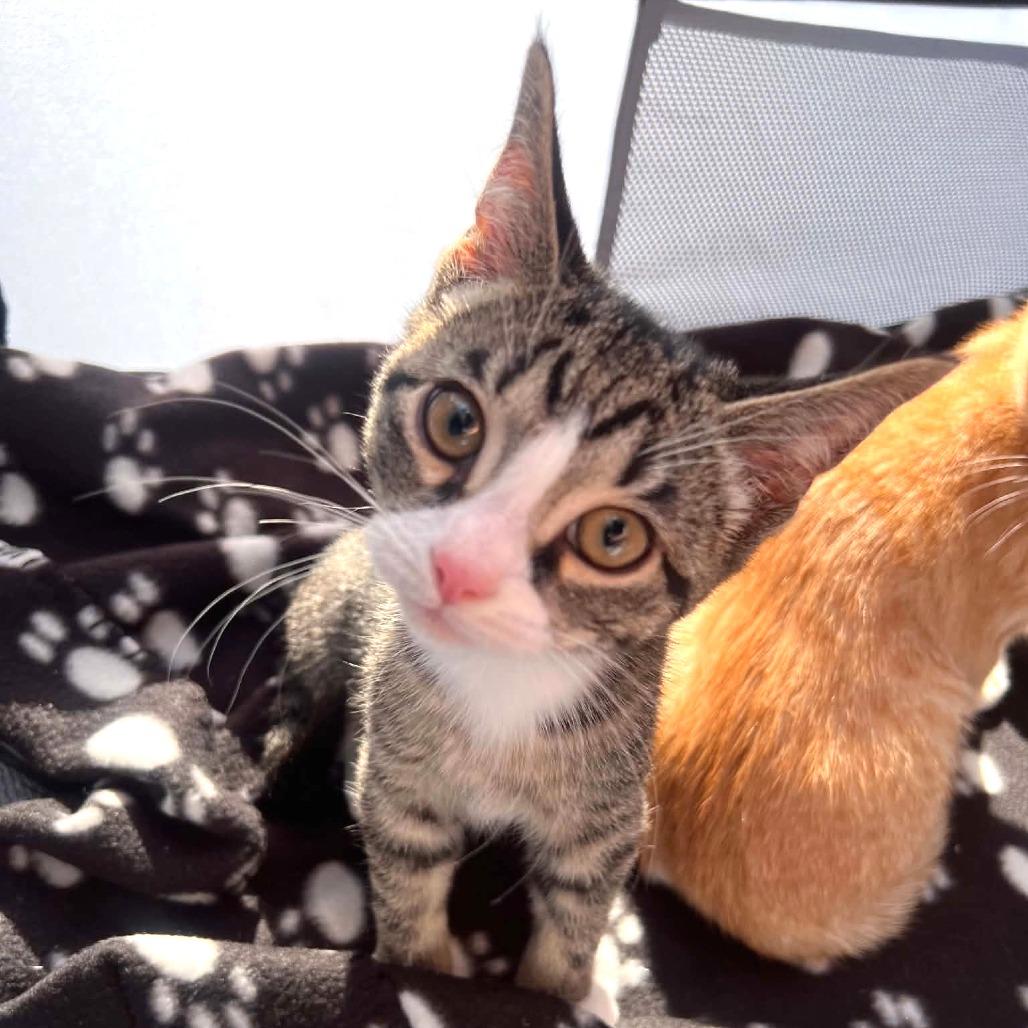 Enlarge Yoda, a Adoptable Domestic Short Hair in North Canton, OH image 2/5