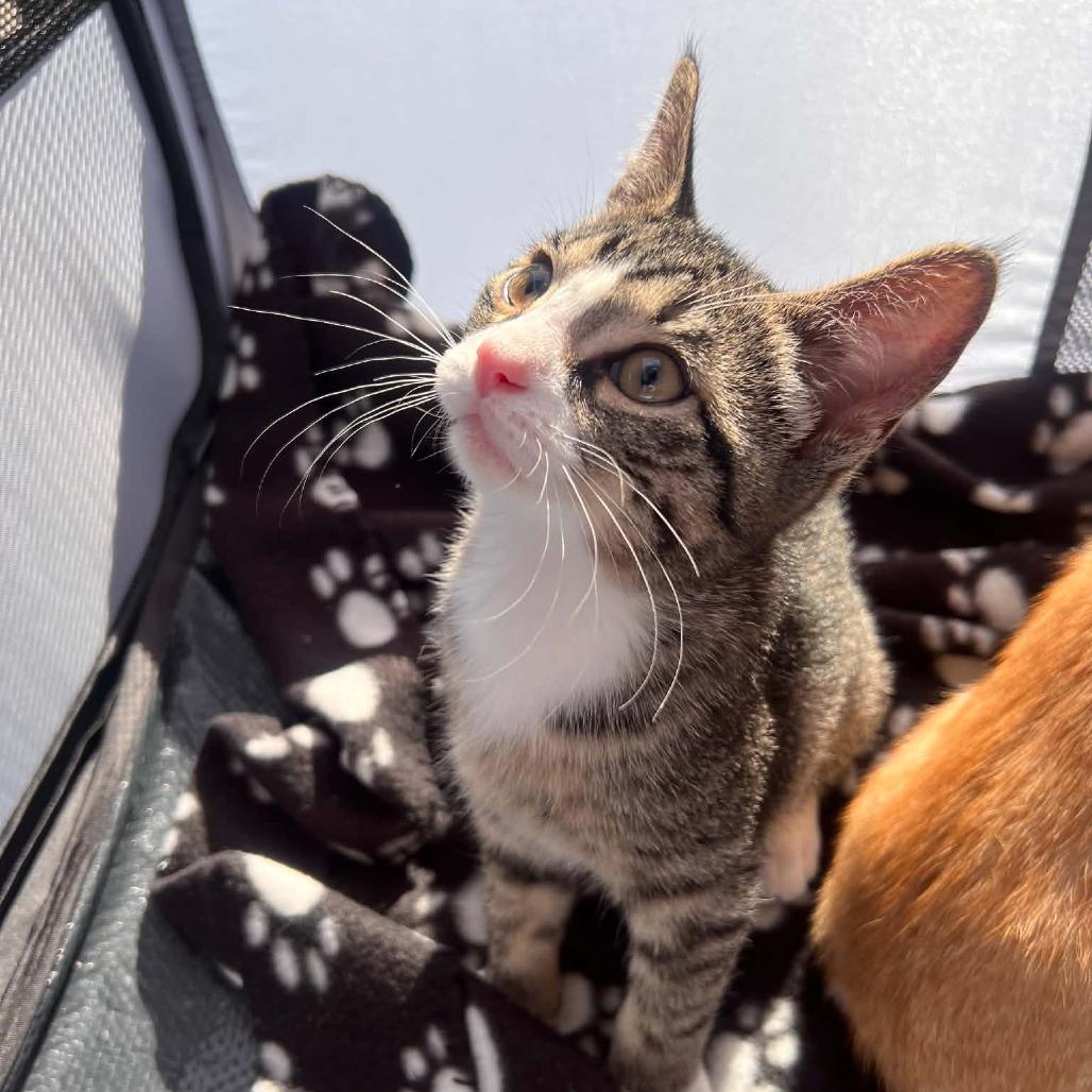 Enlarge Yoda, a Adoptable Domestic Short Hair in North Canton, OH image 3/5