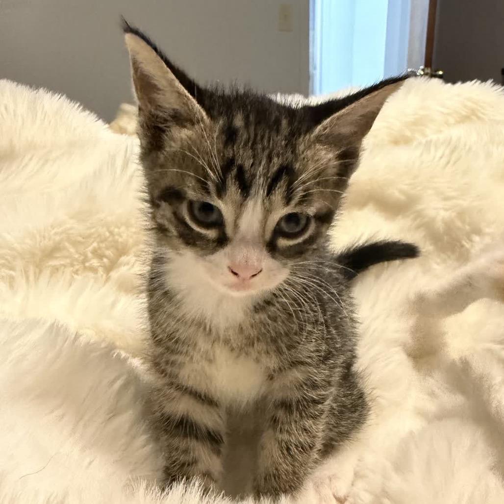 Enlarge Yoda, a Adoptable Domestic Short Hair in North Canton, OH image 2/2