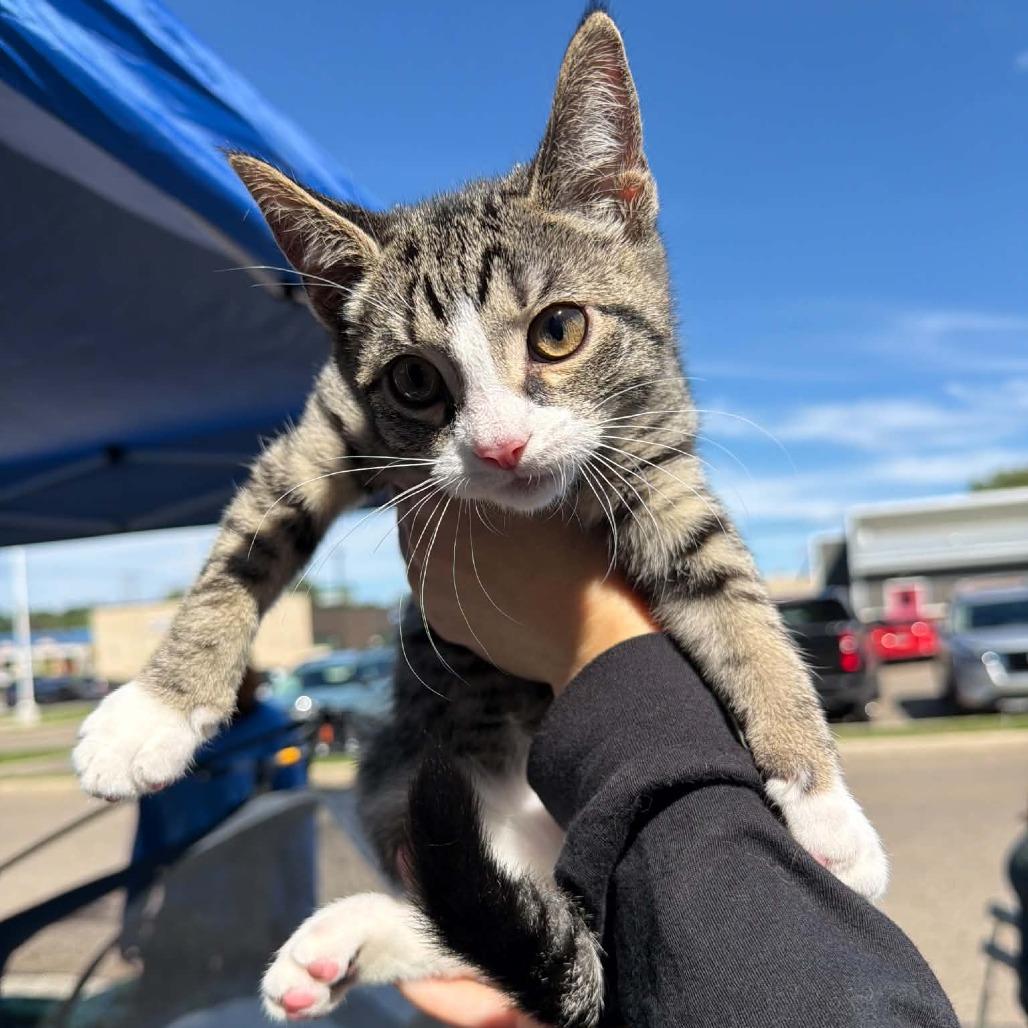 Enlarge Yoda, a Adoptable Domestic Short Hair in North Canton, OH image 5/5