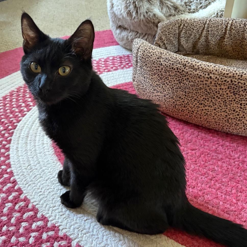 Sunday, Adoptable, Young Male Domestic Short Hair.