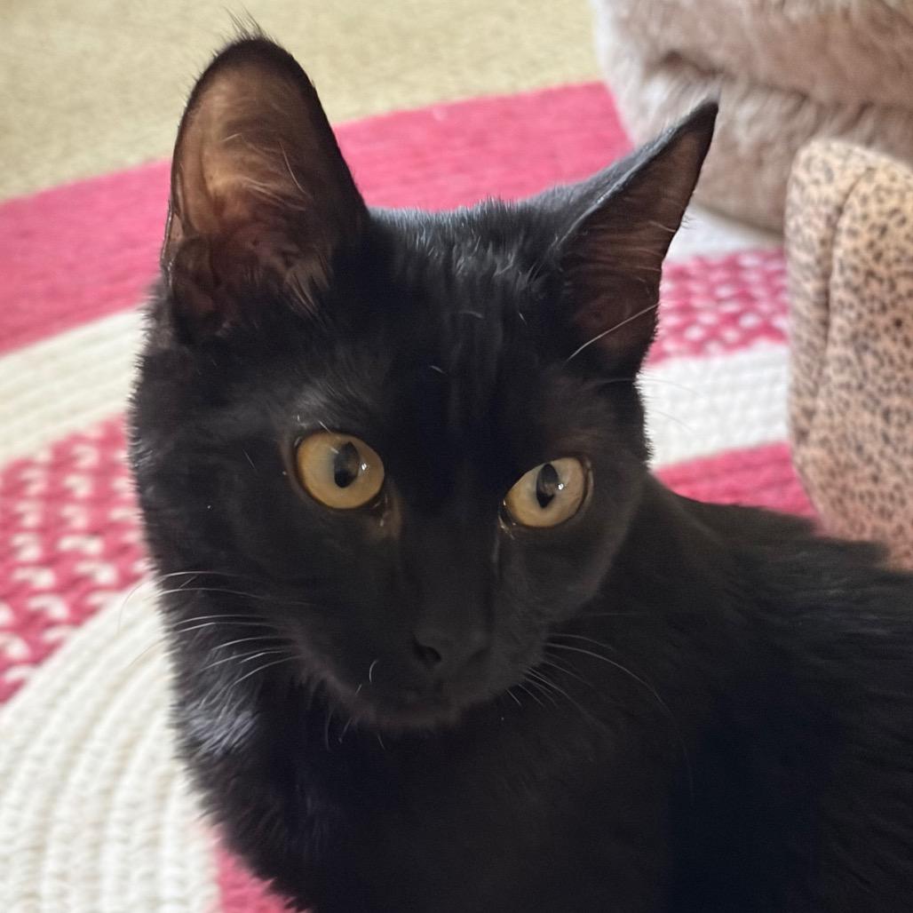 Enlarge Sunday, a Adoptable Domestic Short Hair in Greensboro, GA image 2/3