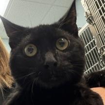 Enlarge Sunday, a Adoptable Domestic Short Hair in Greensboro, GA image 3/3