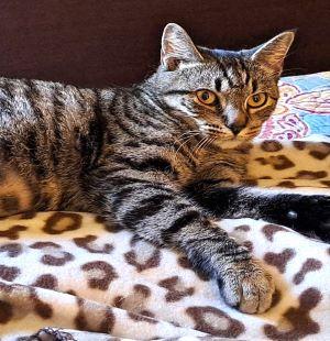 Stormie, a Adoptable mixed breed in Savannah, GA image 1/6