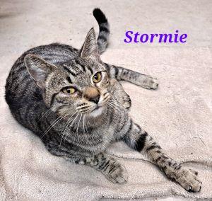 Enlarge Stormie, a Adoptable mixed breed in Savannah, GA image 3/6