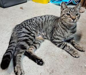 Stormie, a Adoptable mixed breed in Savannah, GA image 2/6