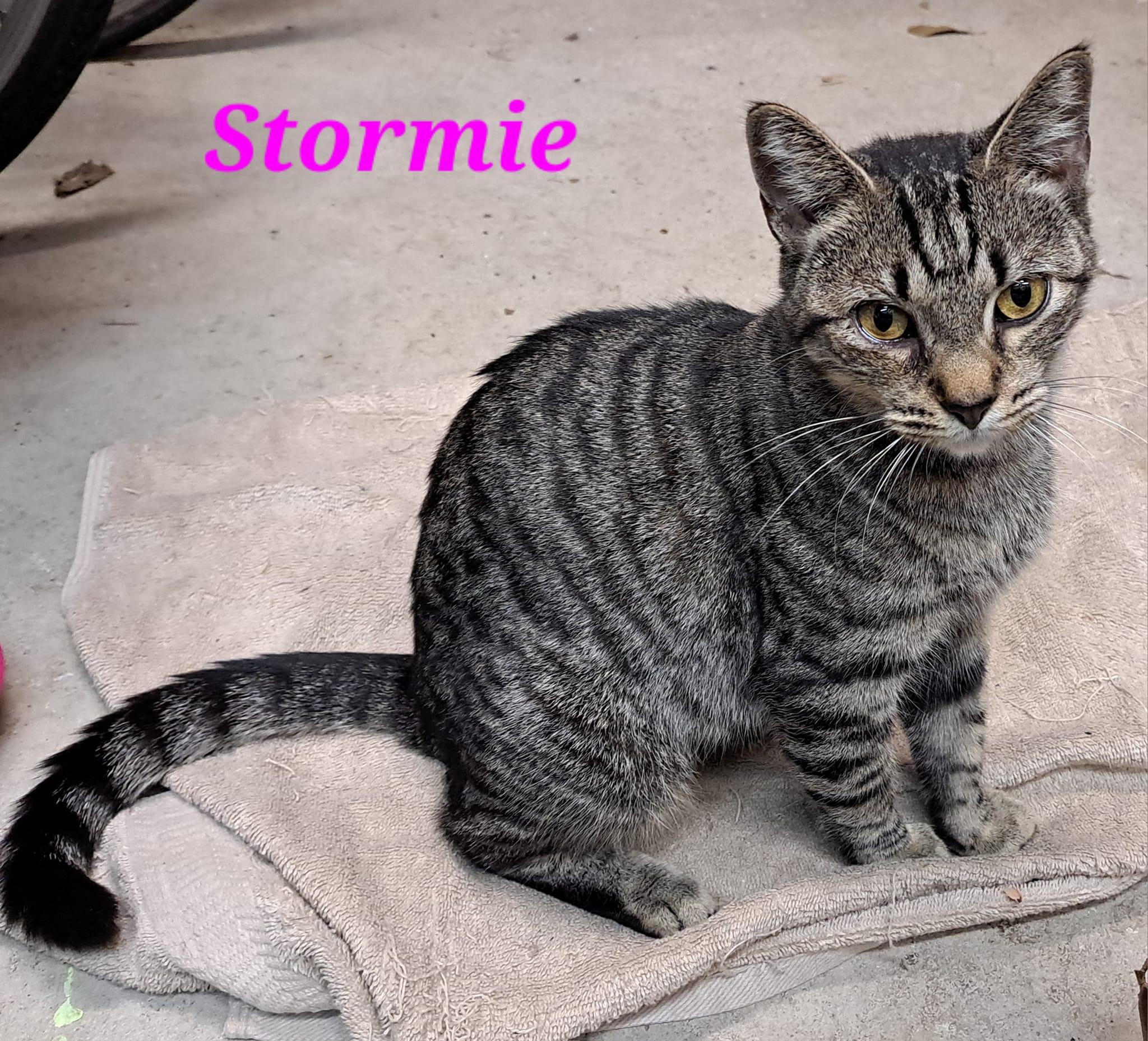Enlarge Stormie, a Adoptable mixed breed in Savannah, GA image 5/6