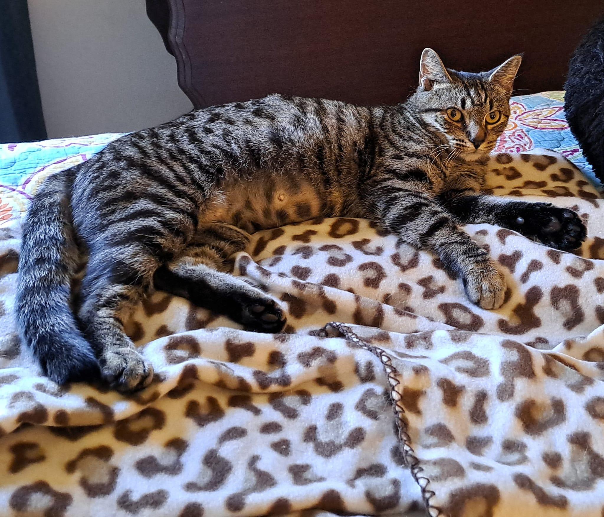 Enlarge Stormie, a Adoptable mixed breed in Savannah, GA image 6/6