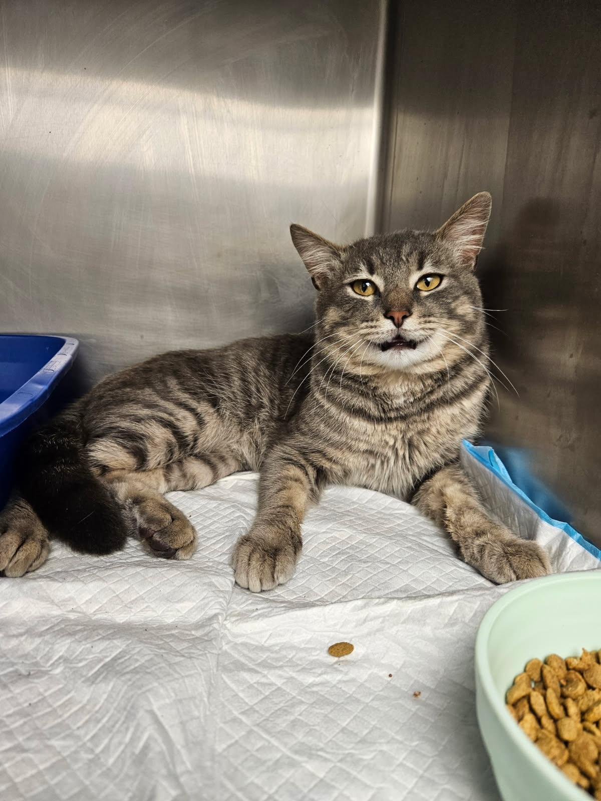 Dune, ADOPTABLE, Adult Male Domestic Short Hair.