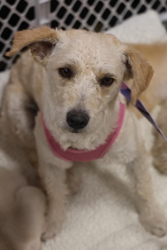 Enlarge Josefina, a ADOPTABLE Terrier in TUCSON, AZ image 3/5