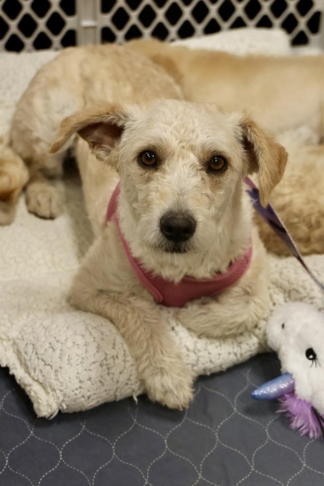 Enlarge Josefina, a ADOPTABLE Terrier in TUCSON, AZ image 1/5