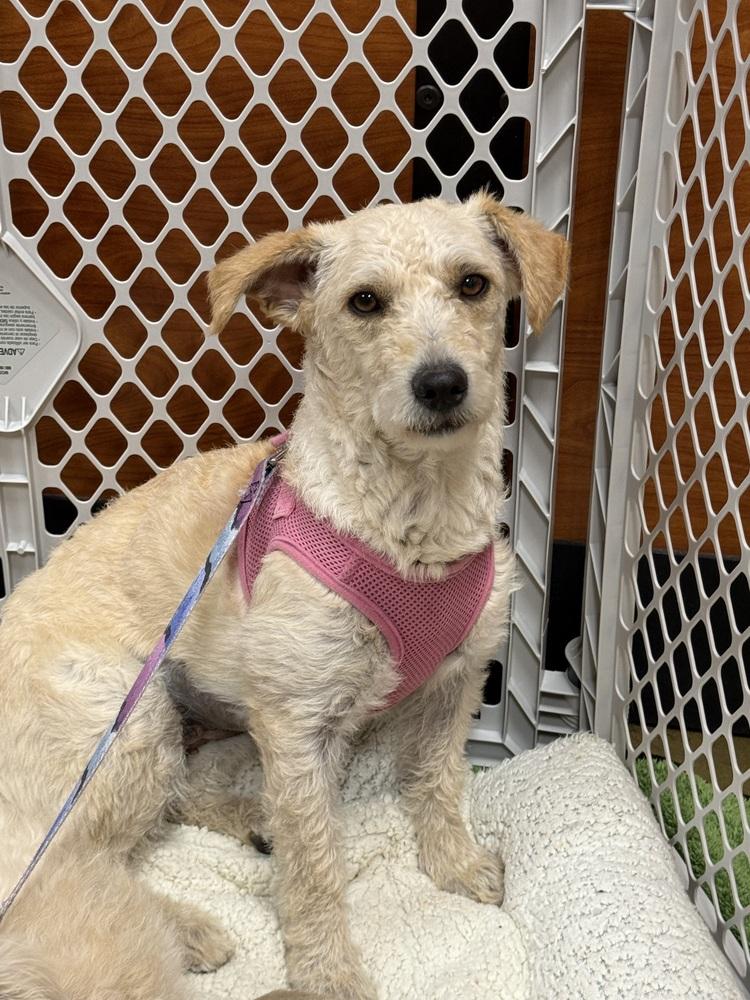 Enlarge Josefina, a ADOPTABLE Terrier in TUCSON, AZ image 5/5
