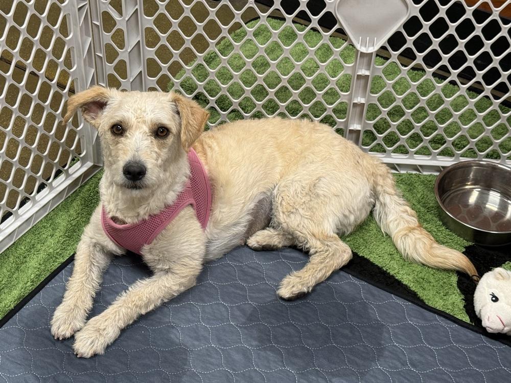 Enlarge Josefina, a ADOPTABLE Terrier in TUCSON, AZ image 4/5