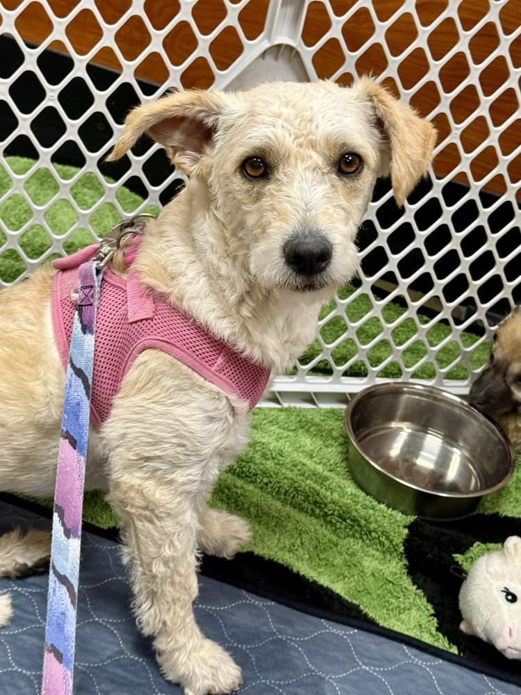 Enlarge Josefina, a ADOPTABLE Terrier in TUCSON, AZ image 2/5