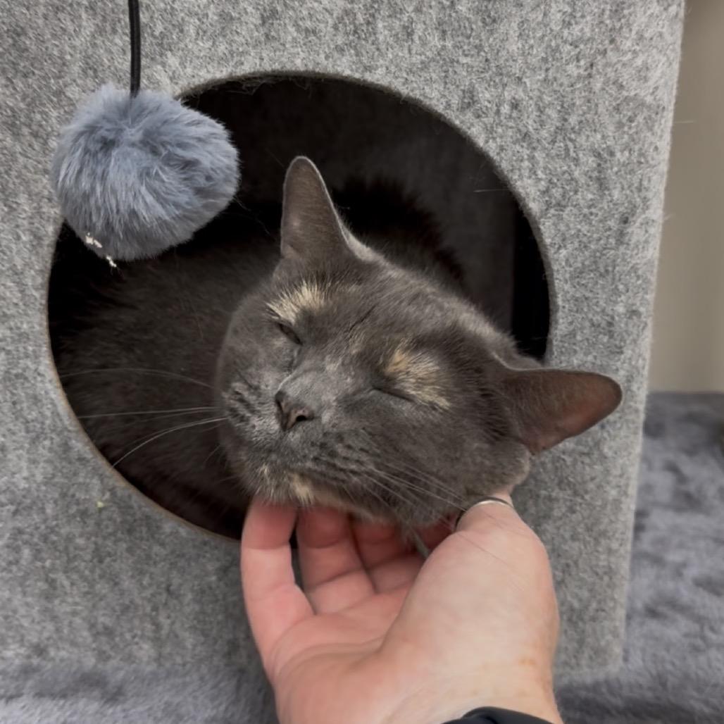 Enlarge Freyja, an adopted British Shorthair in The Woodlands, TX image 2/6