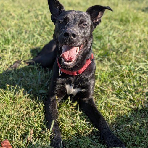Enlarge Lexi, a Adoptable mixed breed in Leesburg, AL image 3/6