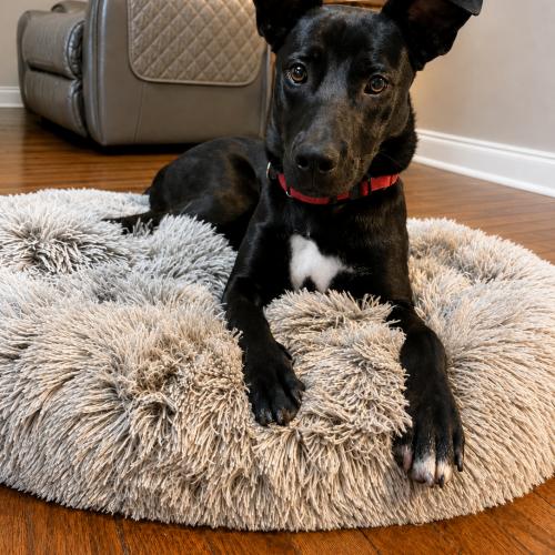 Enlarge Lexi, a Adoptable mixed breed in Leesburg, AL image 4/6