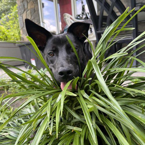 Enlarge Lexi, a Adoptable mixed breed in Leesburg, AL image 5/6