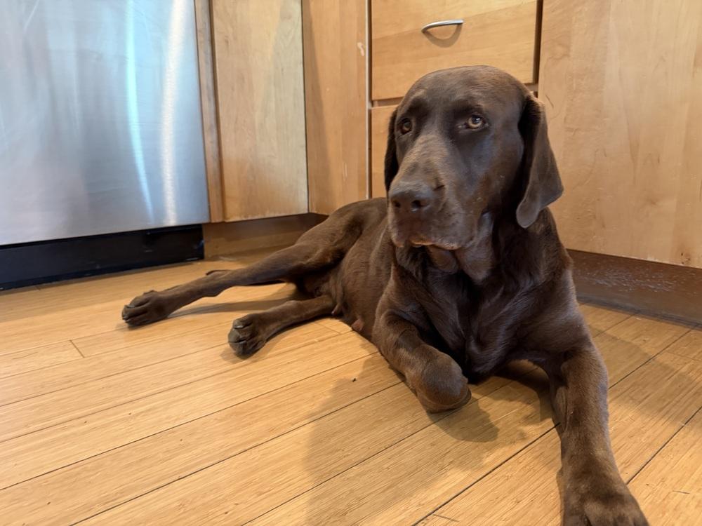 Enlarge Bordeleau / Bonnie, a Adoptable Labrador Retriever in Broomfield, CO image 1/6