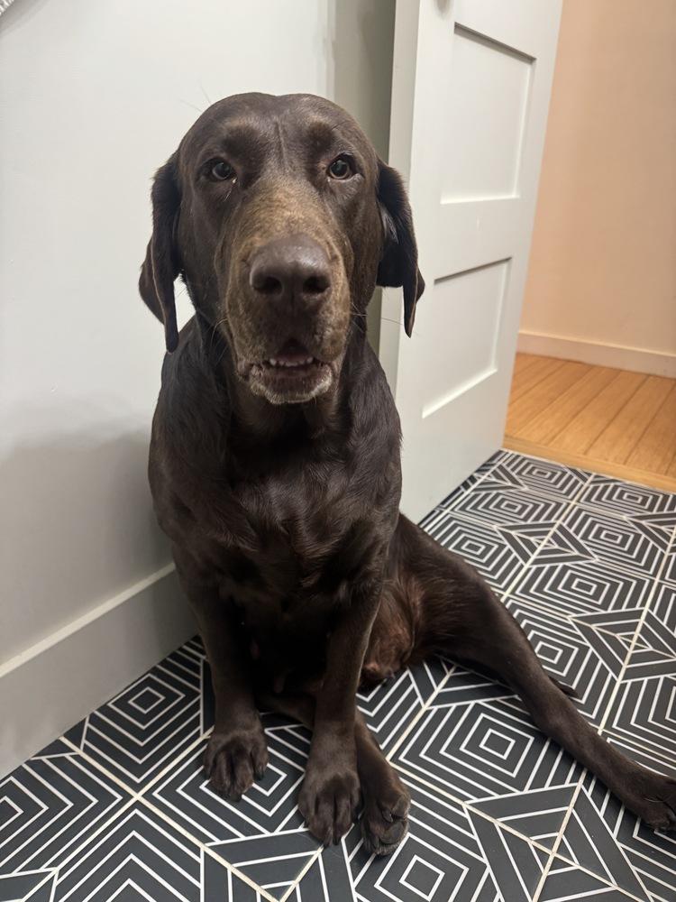 Bordeleau / Bonnie, Adoptable, Adult Female Labrador Retriever.