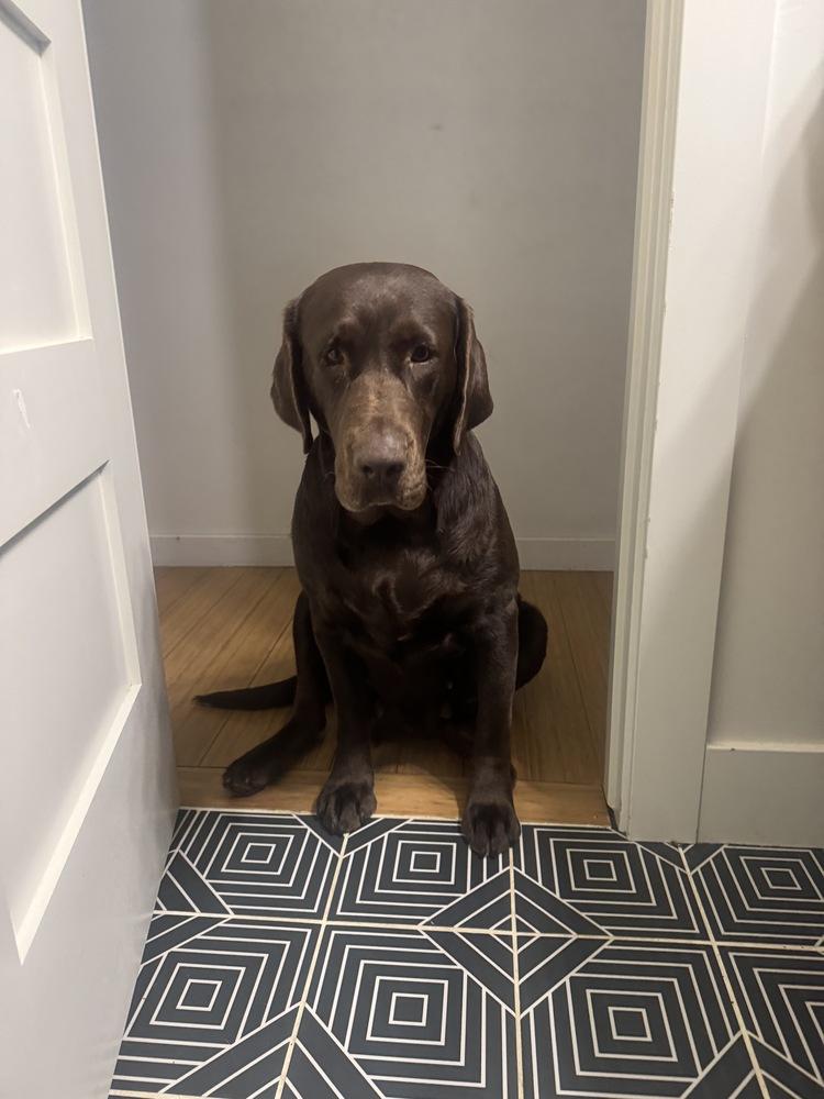 Enlarge Bordeleau / Bonnie, a Adoptable Labrador Retriever in Broomfield, CO image 2/6