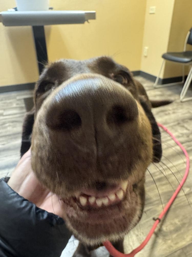 Enlarge Bordeleau / Bonnie, a Adoptable Labrador Retriever in Broomfield, CO image 3/6