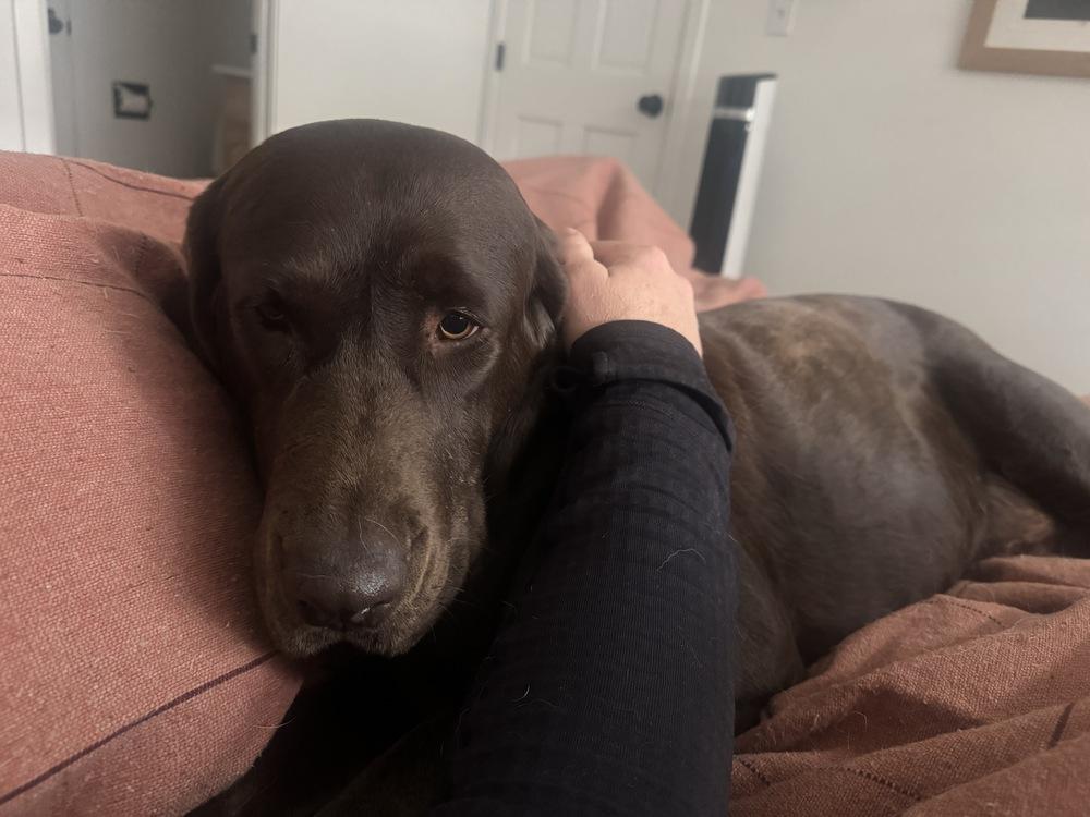 Enlarge Bordeleau / Bonnie, a Adoptable Labrador Retriever in Broomfield, CO image 4/6