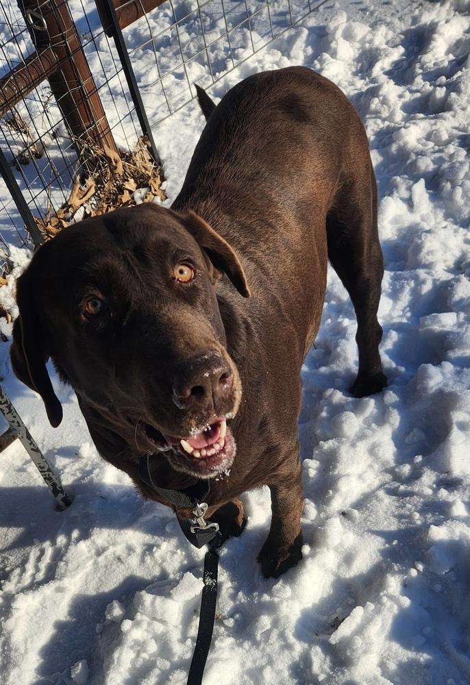 Bordeleau / Bonnie, Adoptable, Adult Female Labrador Retriever.