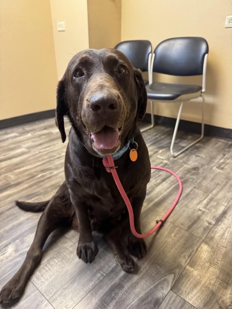 Enlarge Bordeleau / Bonnie, a Adoptable Labrador Retriever in Broomfield, CO image 6/6