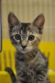 CousCous, a Adoptable Domestic Short Hair in Pompano Beach, FL image 1/2