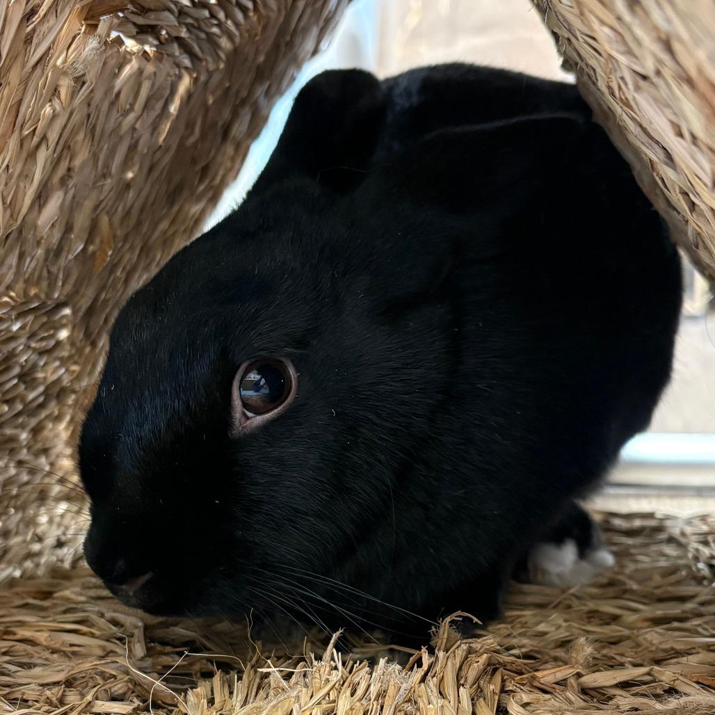 Elphaba, a Adoptable Havana in Napa, CA image 1/2