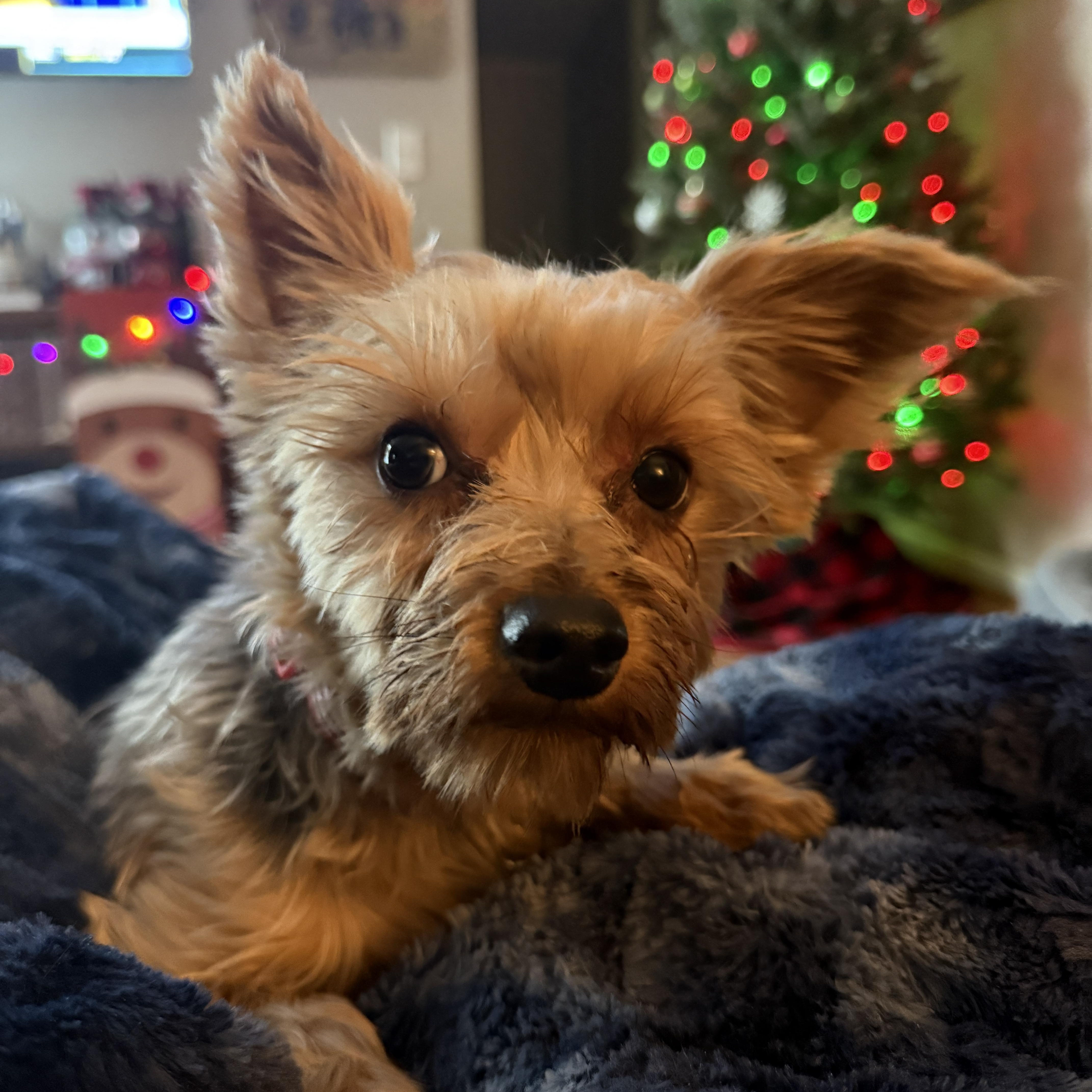 Enlarge Fudge, a ADOPTABLE Yorkshire Terrier in Jeffersonville, IN image 1/4